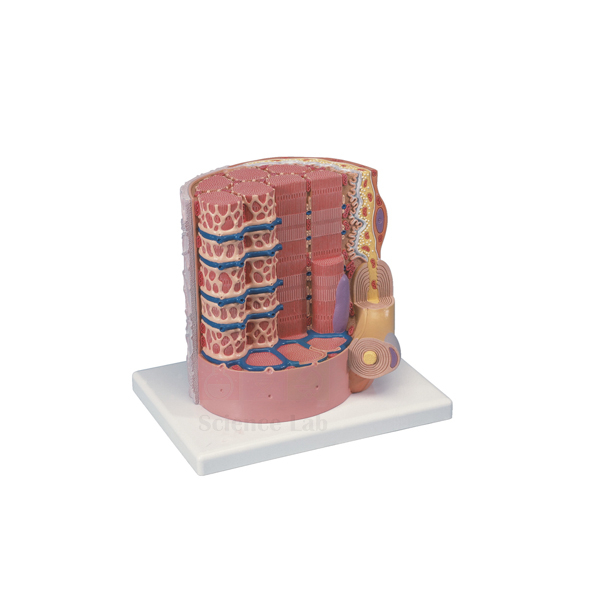 Skeletal Muscle Fiber Model